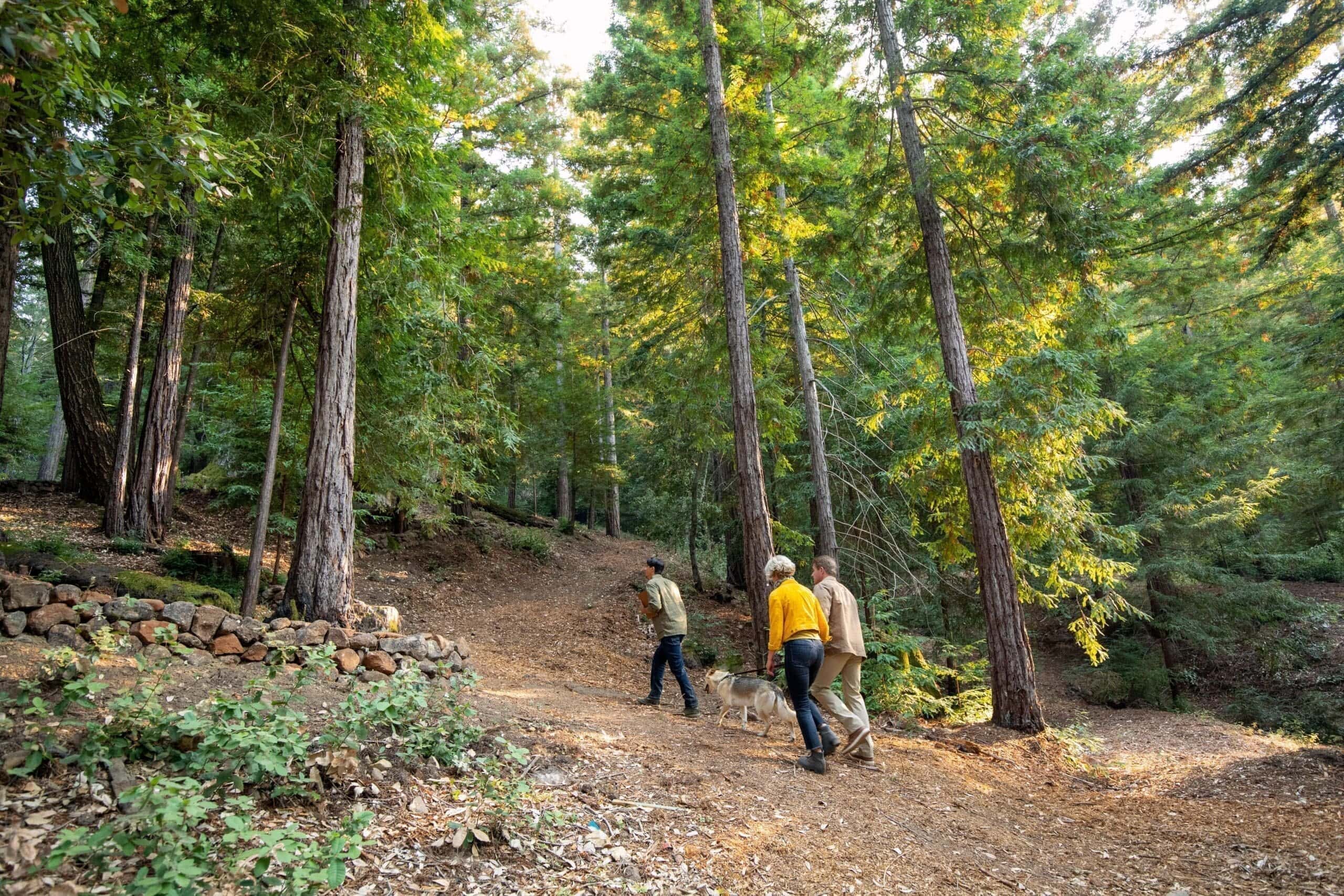 SukeGrassRoots　FOREST Driving to Reach Santa Cruz Forest - Better Place Forests
